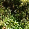 Plants: image 52 Of 208 Thumb
